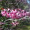 Western Red Bud