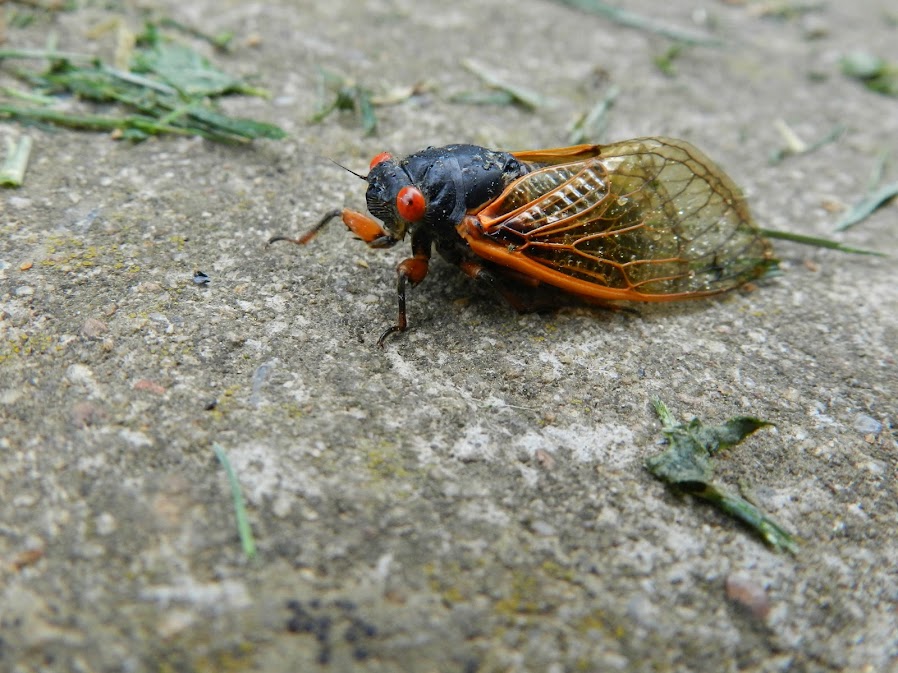 World Science Festival Cicada Count