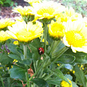 Ladybug