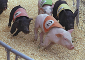 Pig Racing: Please note that these are real pigs, ours are battery operated, but its just as much fun!
