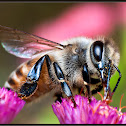 Honey Bee
