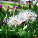 Thistle