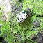 Calligrapha ignota