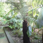 Helecho árbol