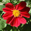 Dahlia