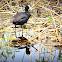 Common Coot