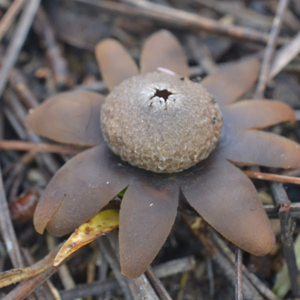 Barometer earthstar Project Noah