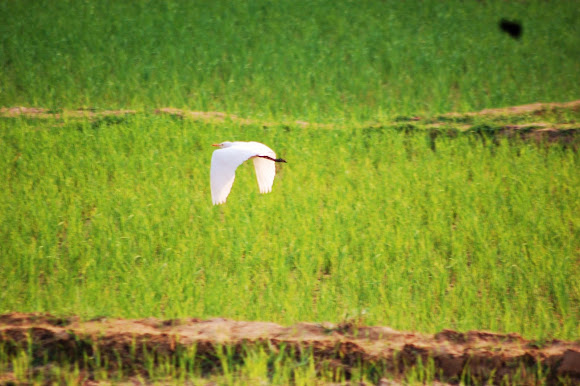 Spotting Image 1