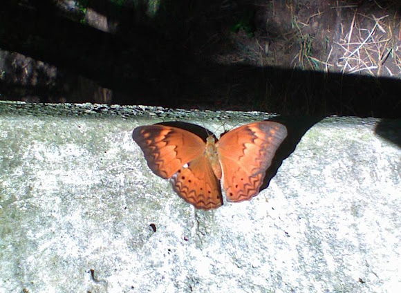 Spotting Image 1