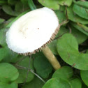Agrocybe