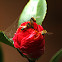 European Honey Bee