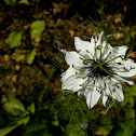 Nigella sp.