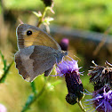 Meadow Brown