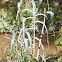 Reed Canary Grass