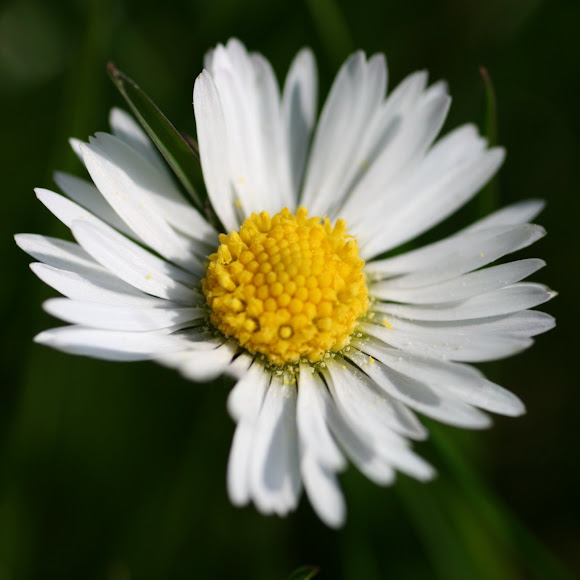 Spotting Image 1