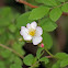 Multiflora Rose