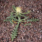 Egyptian Knapweed