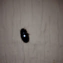 Unknown spotting