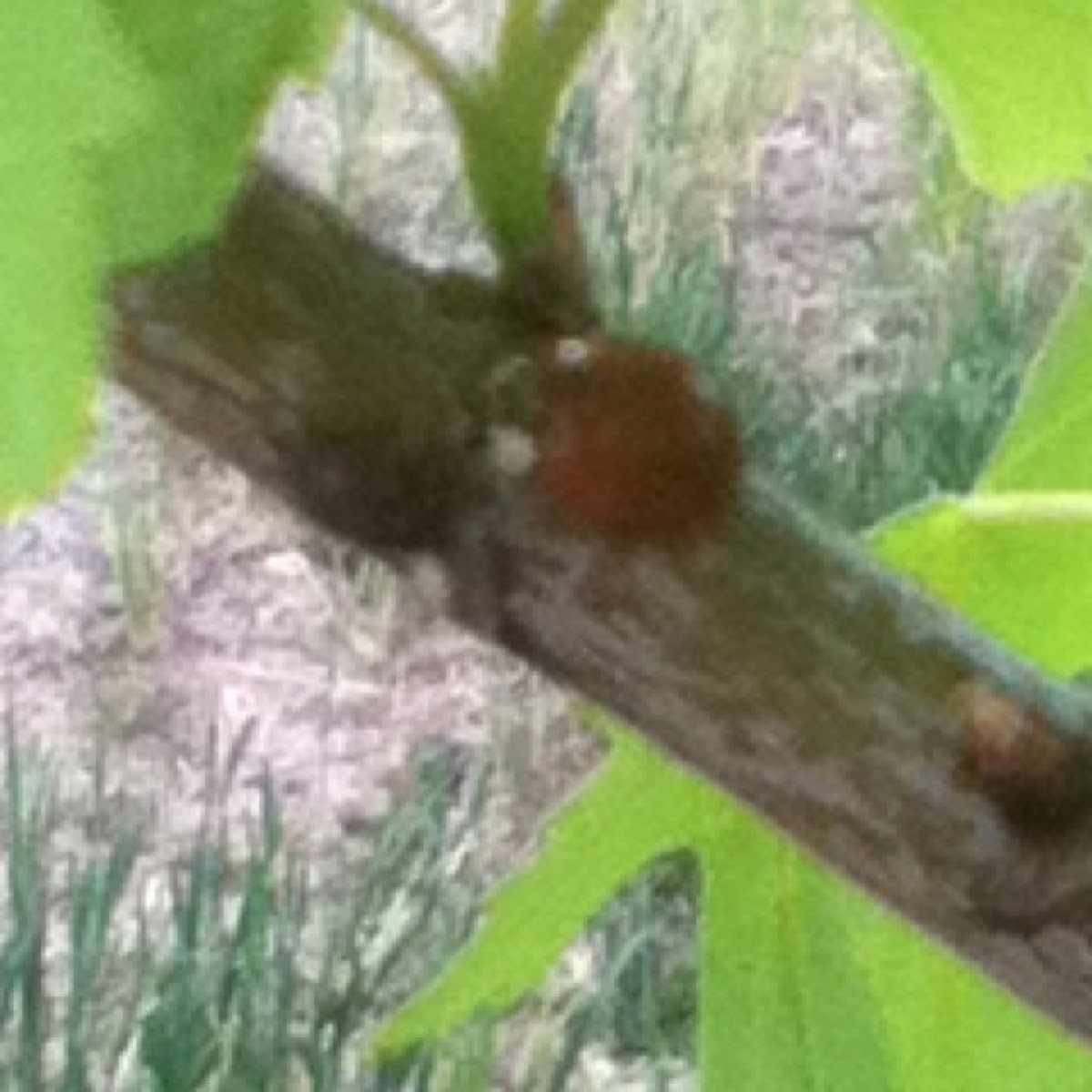Japanese Beetle