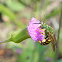 Metallic Sweat Bee