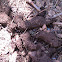 Pocket Gopher