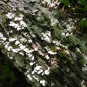 Lichen