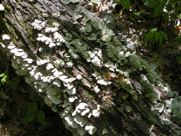 Spotting Image 1