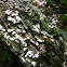 Lichen