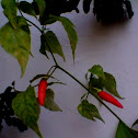 chili