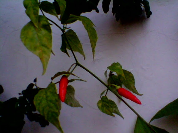 Spotting Image 1
