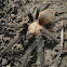 Texas Brown Tarantula