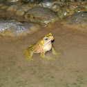 Evergreen Toad
