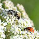 coccinelle et ?
