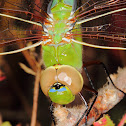 Common Green Darner