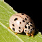 Lady Bug