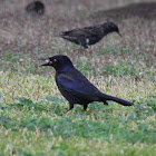 Grackle