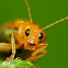 Leaf Beetle