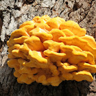 Sulphur shelf fungus