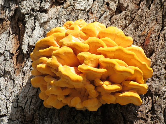 Sulphur shelf fungus | Project Noah