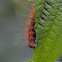 Scarce Dagger