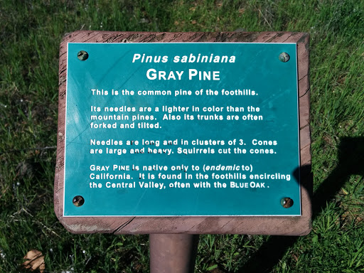 Pinus Sabiniana