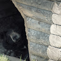 American black bear
