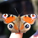 European peacock