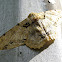 Geometer Moth