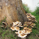 Agrocybe