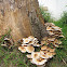 Agrocybe