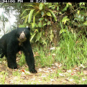 Spectacled Bear