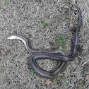 Yellow Rat Snake