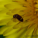 Raspberry beetle