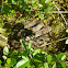 Massassauga Rattlesnake
